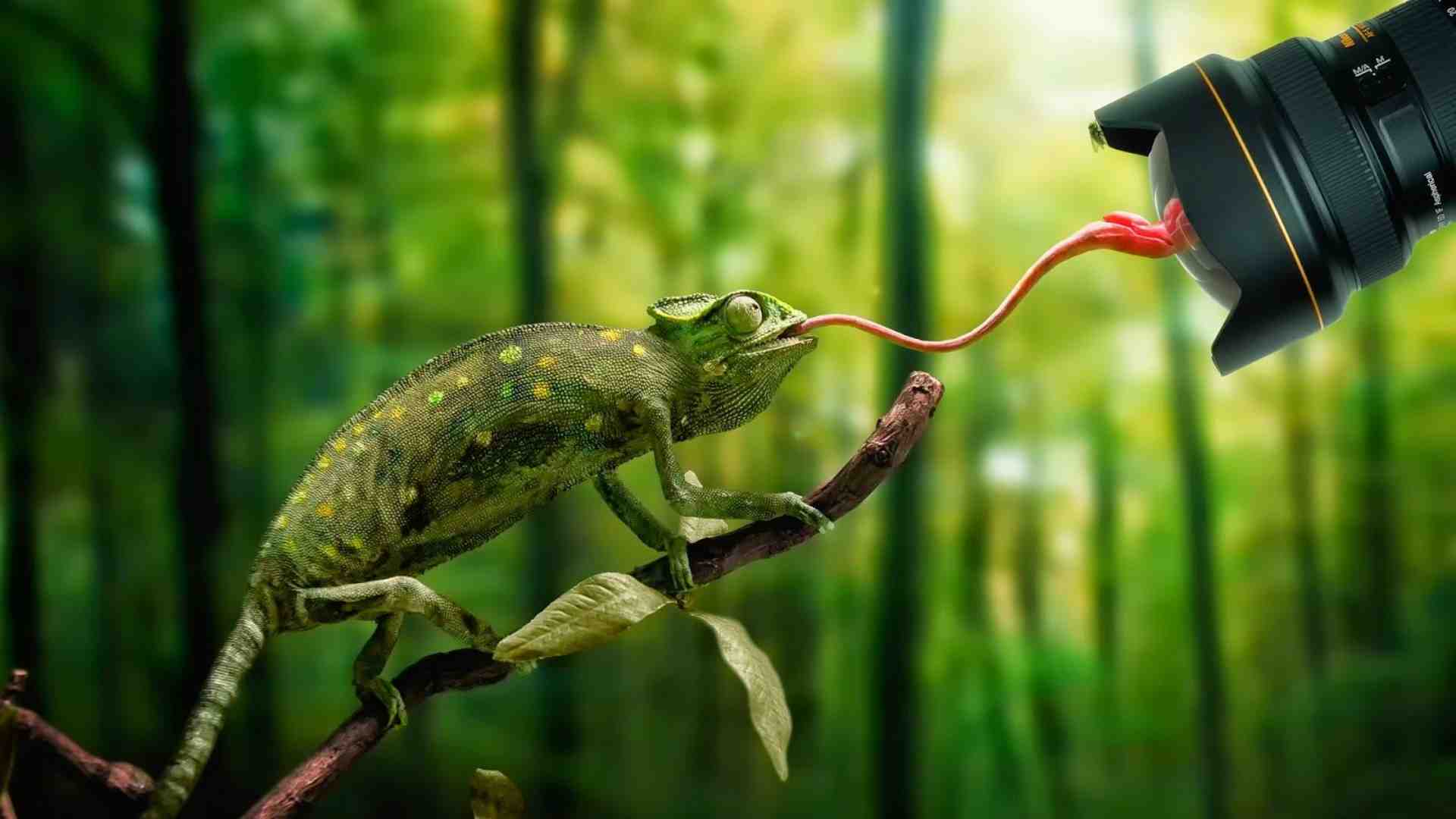 Lizard of africa touch light with tongue 