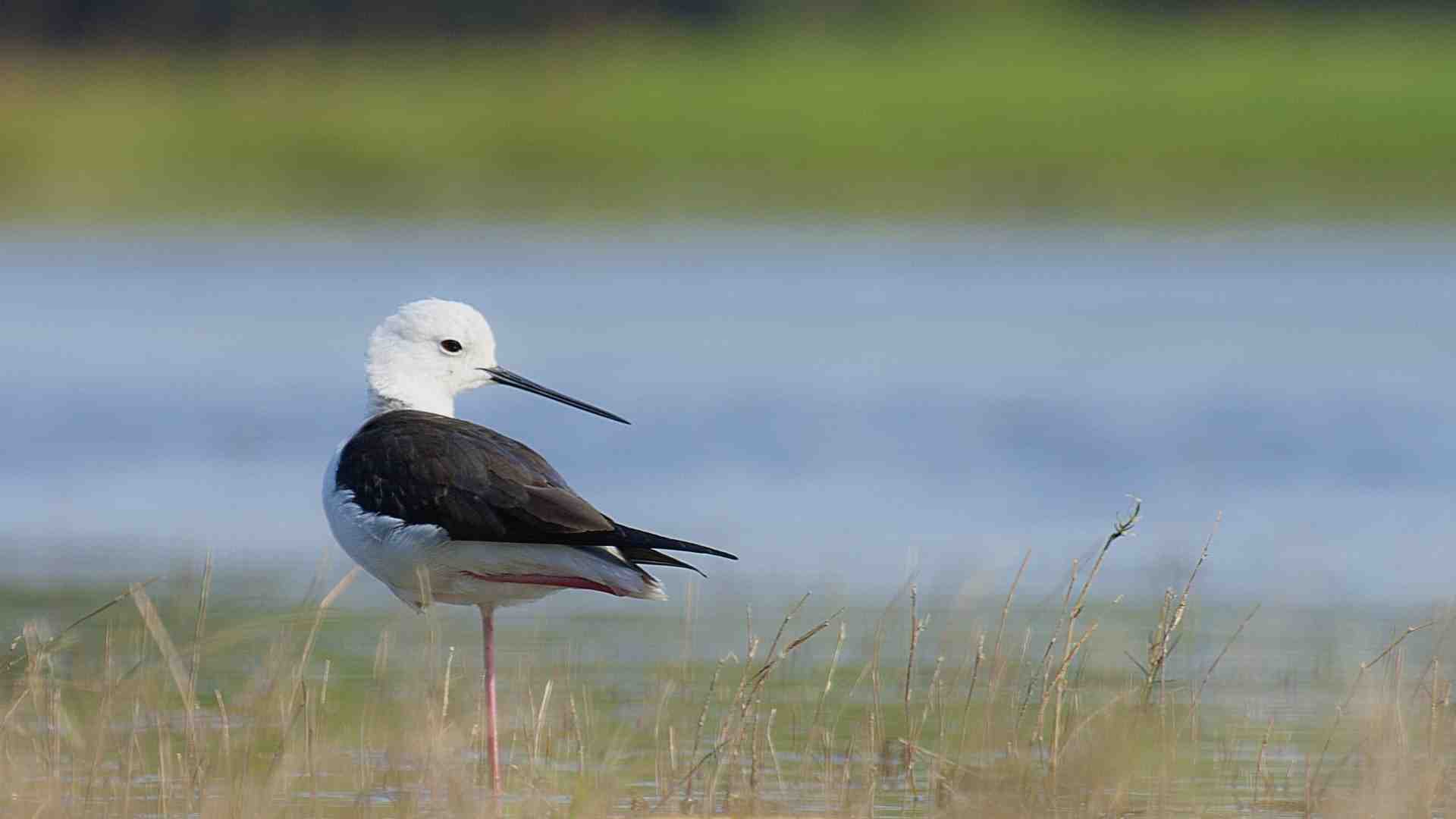 Birds in  standing position capture