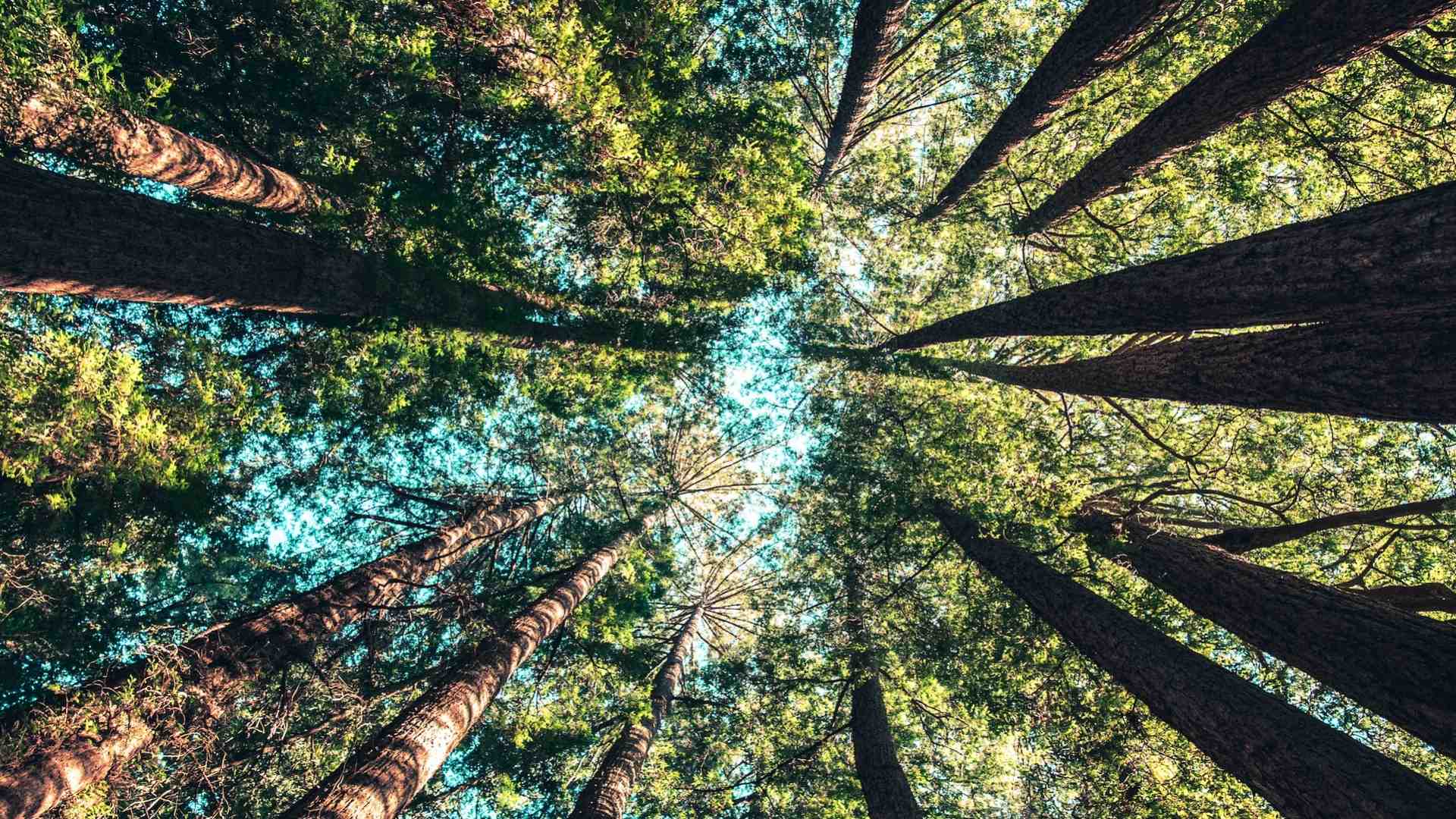 Sunset with beautiful trees background 